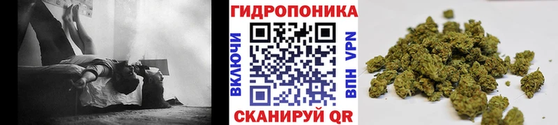 Конопля сатива  закладки  Стародуб 